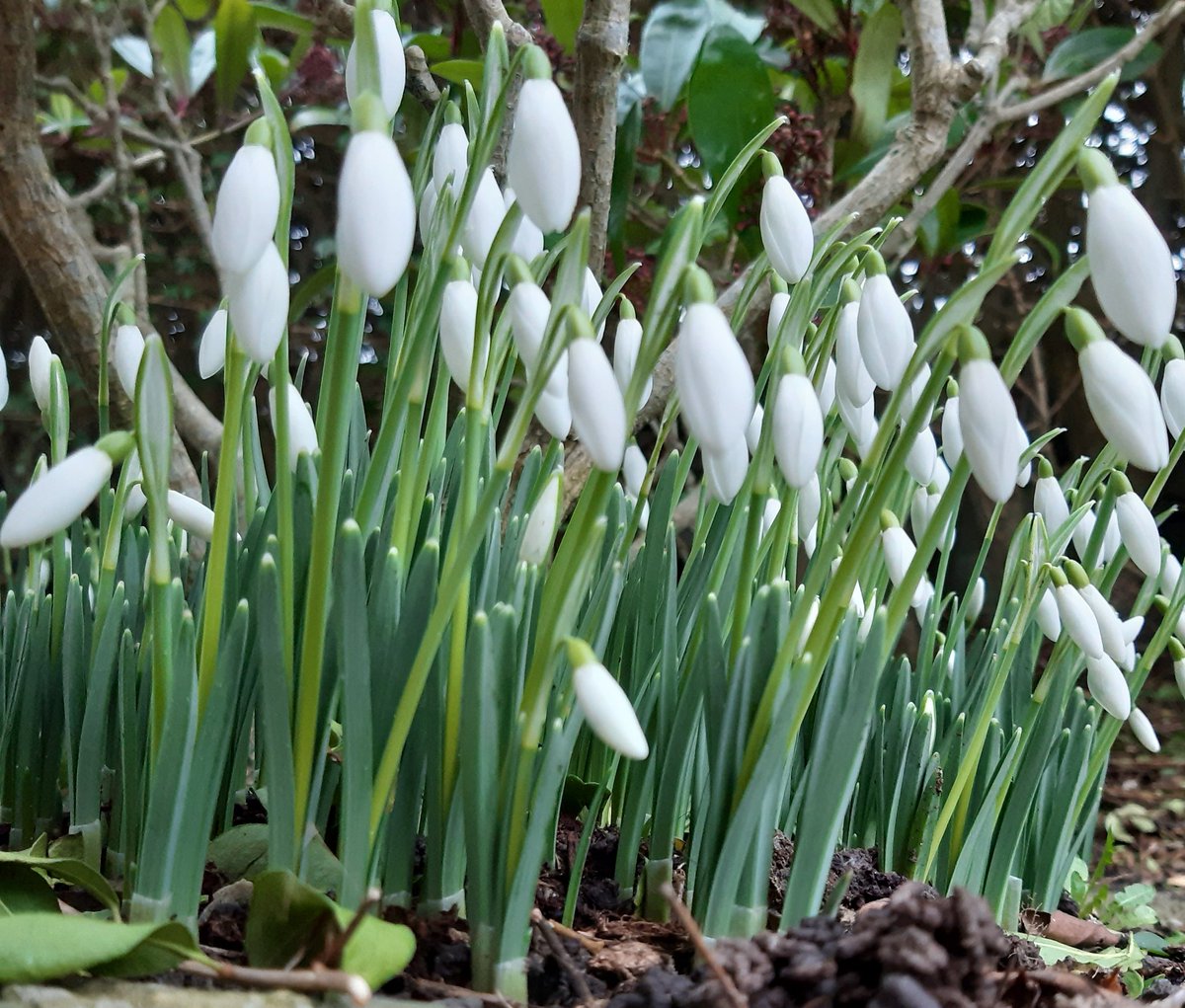 ju_richmond's tweet photo. Snowdrops in my garden
#Snowdrops #winterflowers
#Winterwatch 
#gardening https://t.co/GnBUd3Unsr