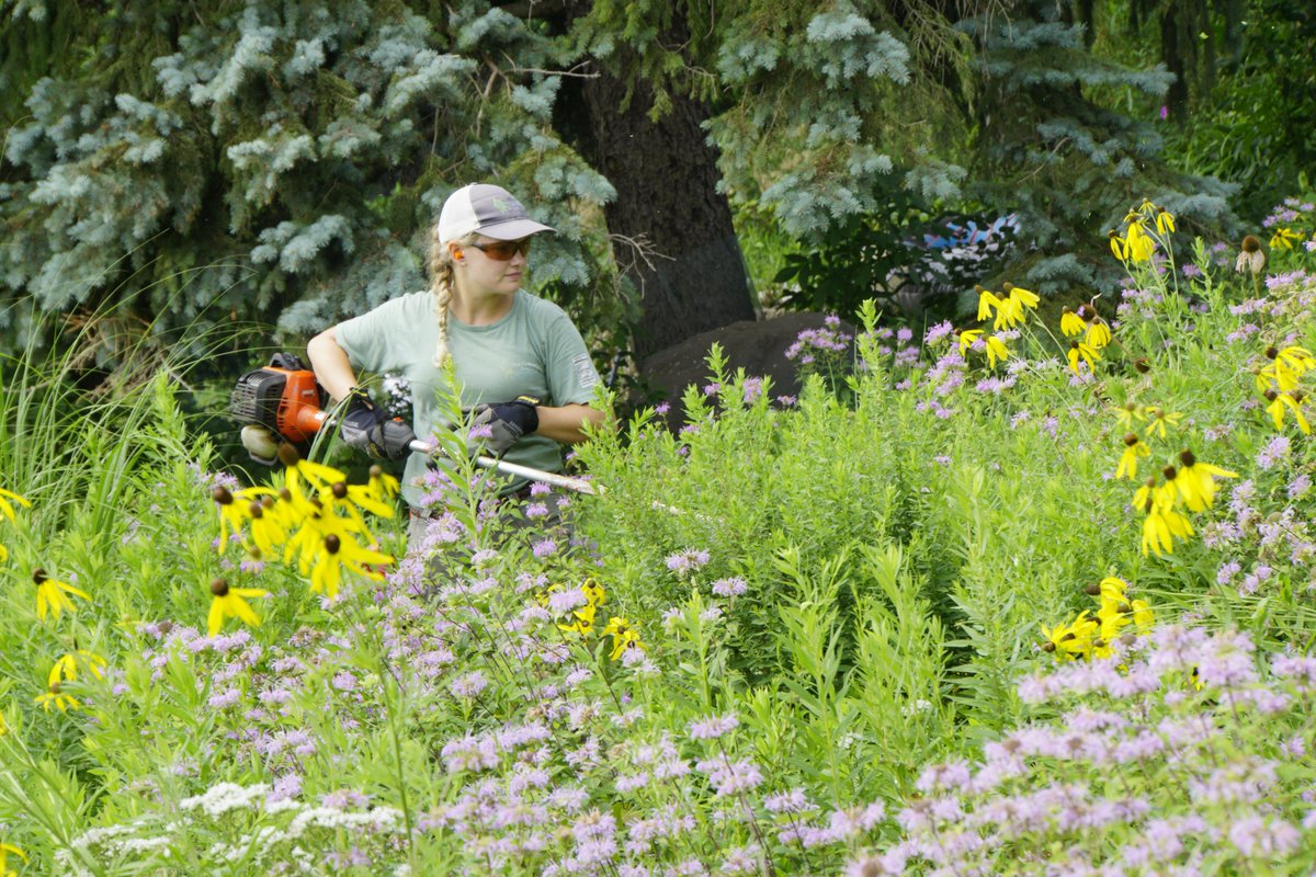 natshoretech's tweet photo. Do you love to work outdoors? Come work with us! We are looking for motivated and dependable people with a passion for ecological restoration. We have several seasonal positions open, check them out here!
https://t.co/TPfYh3yAvY https://t.co/5OeZuAbaDz