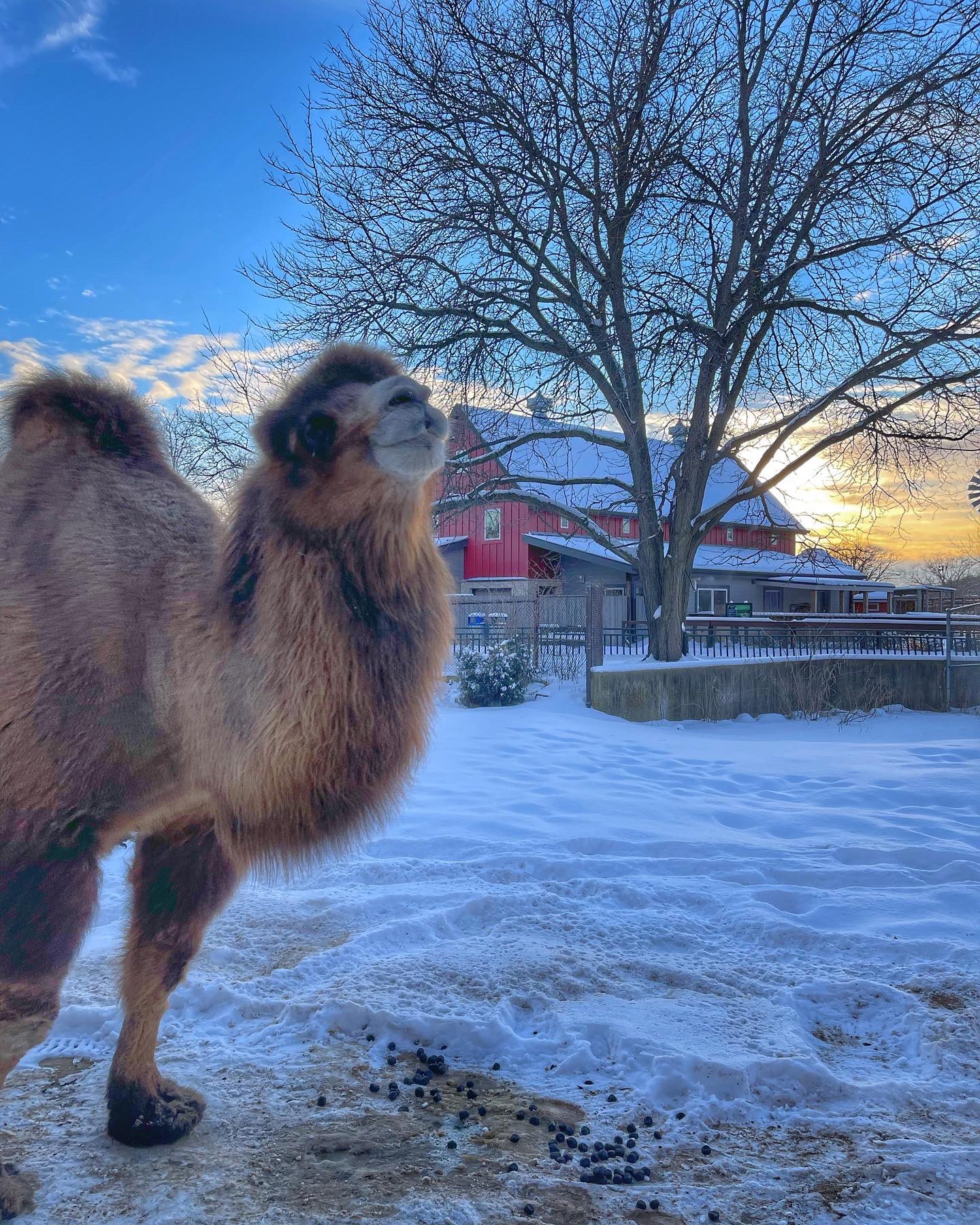 Henry Vilas Zoo on Twitter: Henry Vilas Zoo on Twitter: