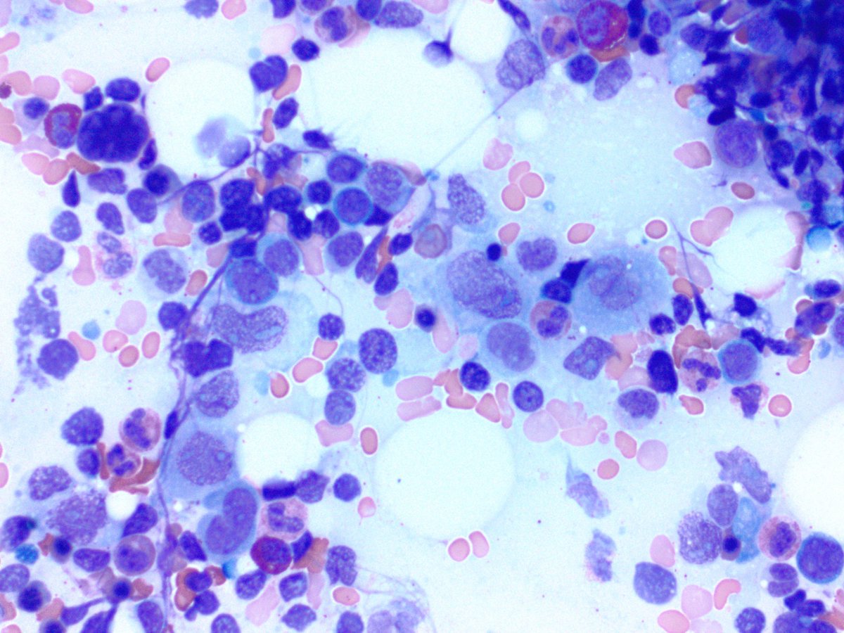 RUSH Pathology tweet media