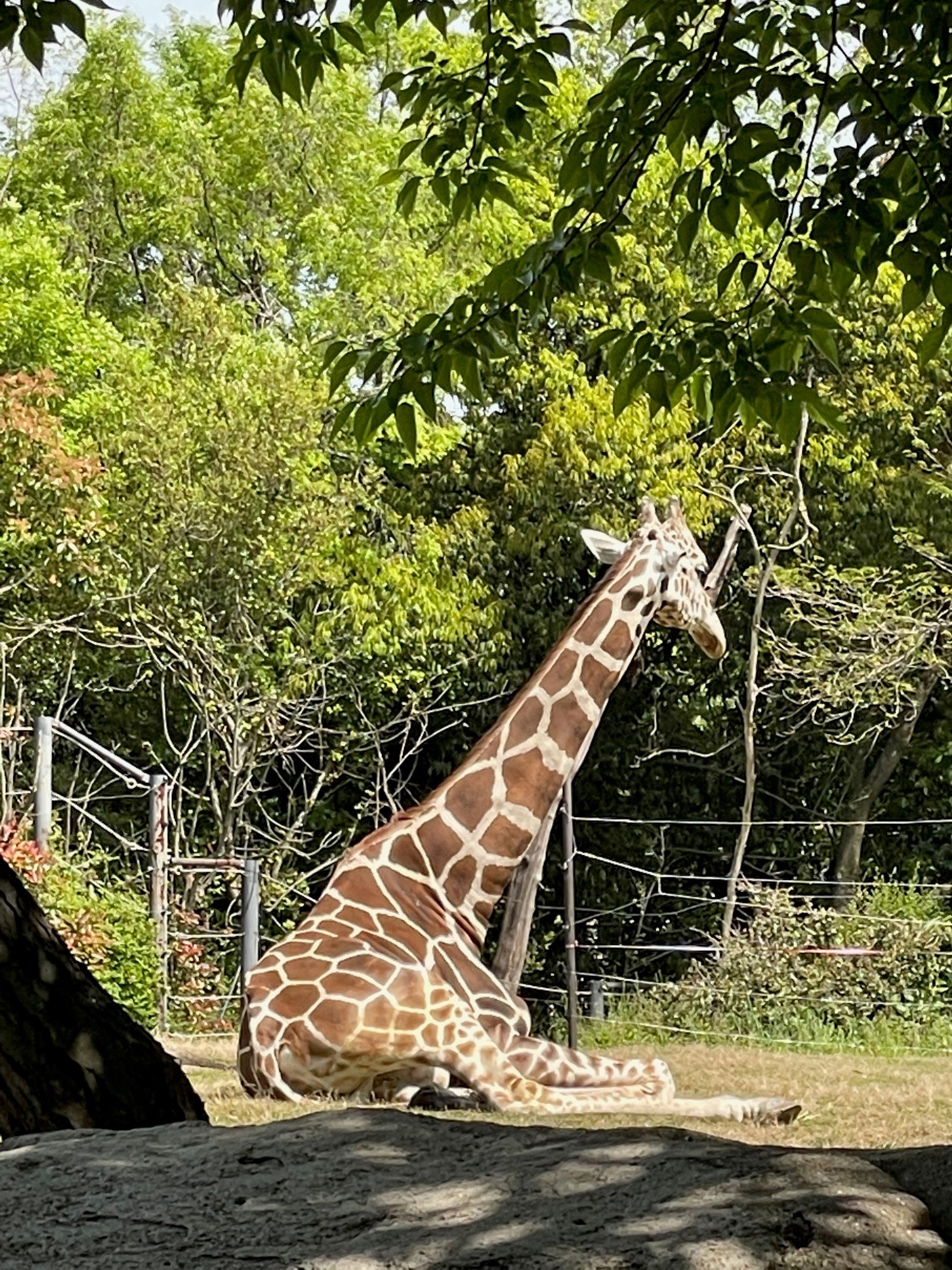 天王寺動物園 公式 おはようございます 01 25は 休園日 です 当面の間休園いたします お天気は 時々 11 2 降水確率 0 0 0 0 大阪市の予報 本日のワンショット をお届けします アミメキリン 幸弥