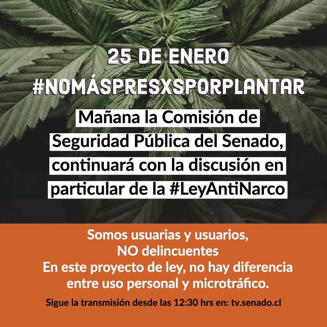 AnaMariaGazmuri's tweet photo. Mañana 25 de enero a las 12:30 hrs, estaré nuevamente en la Comisión de Seguridad Pública del Senado, defendiendo a l@s usuari@s de cannabis medicinal y recreativa, en  la discusión del proyecto de #LeyAntiNarco acompáñame siguiendo la transmisión 📲#SomosUsuarixsNoDelincuentes https://t.co/yw1VuLmZtG