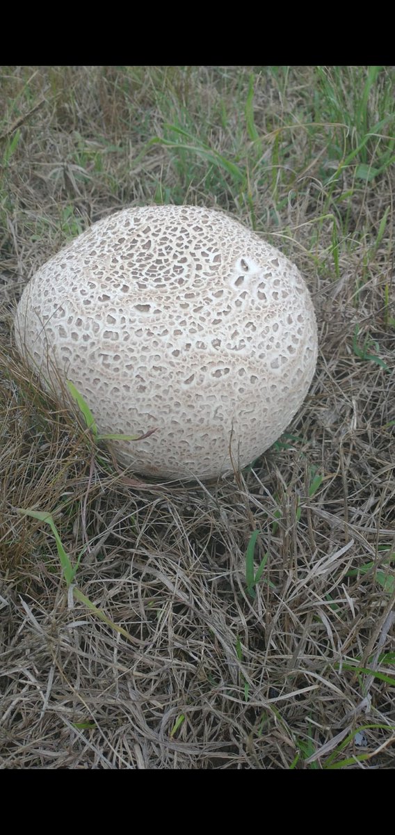 vdardo's tweet photo. @FungiAPM @hicetnunc2000 Hola! para vos es un calvatia cyathiformis? https://t.co/M6mnxRDSdQ