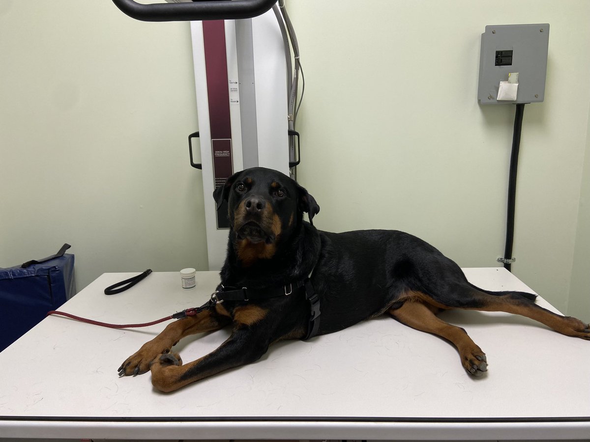 keepquietdoll's tweet photo. he was such a good boy for his xray @dog_rates https://t.co/GzdEyWikMF