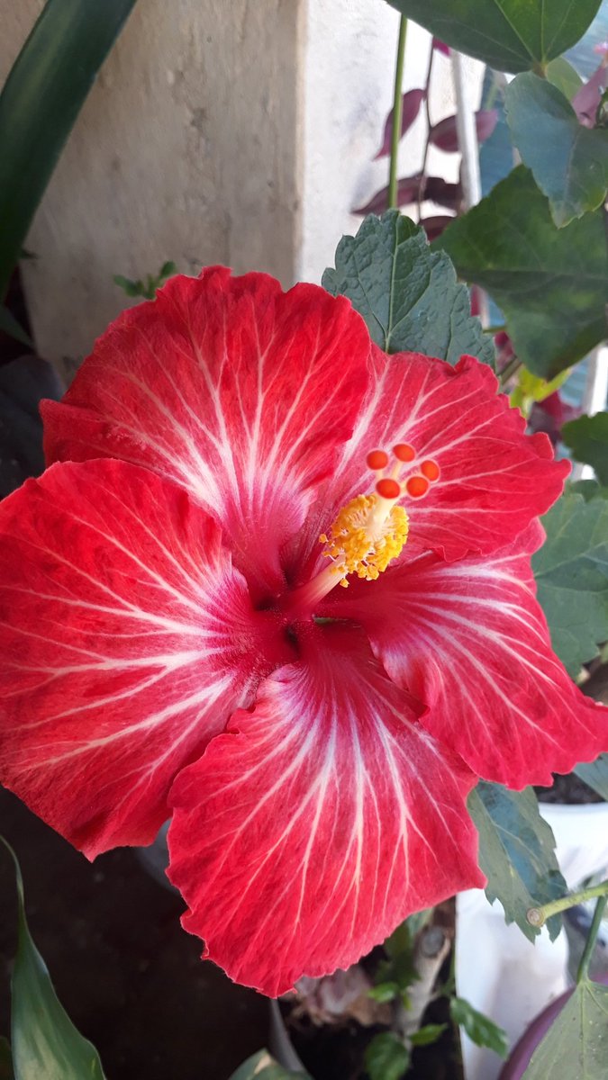 Swane47688833's tweet photo. "SMILE....is the most beautiful attire that never gets out of style."

#GoodMorningEveryone #TuesdayThoughts
#BeautyOfHibiscus #FlowerPhotography
#flower #HibiscusCollection #garden
#plantita https://t.co/1FyPuYegXI