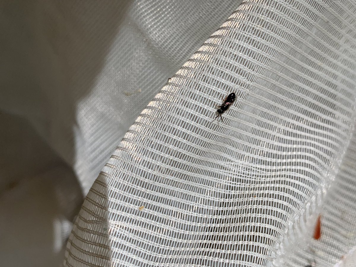 BeeBabette's tweet photo. Loads of teeny male Euryglossinae (Hyphesma atromicans)
To learn how to ID #AustralianNativeBees refer to my guide A Crash Course in Native Bee Taxonomy; email me at kitprendergast21@gmail.com for a copy
#savethebees #BeeBabette #taxonomy #wildbees #colletidae #ozpollinators https://t.co/cNaqAruP6Y