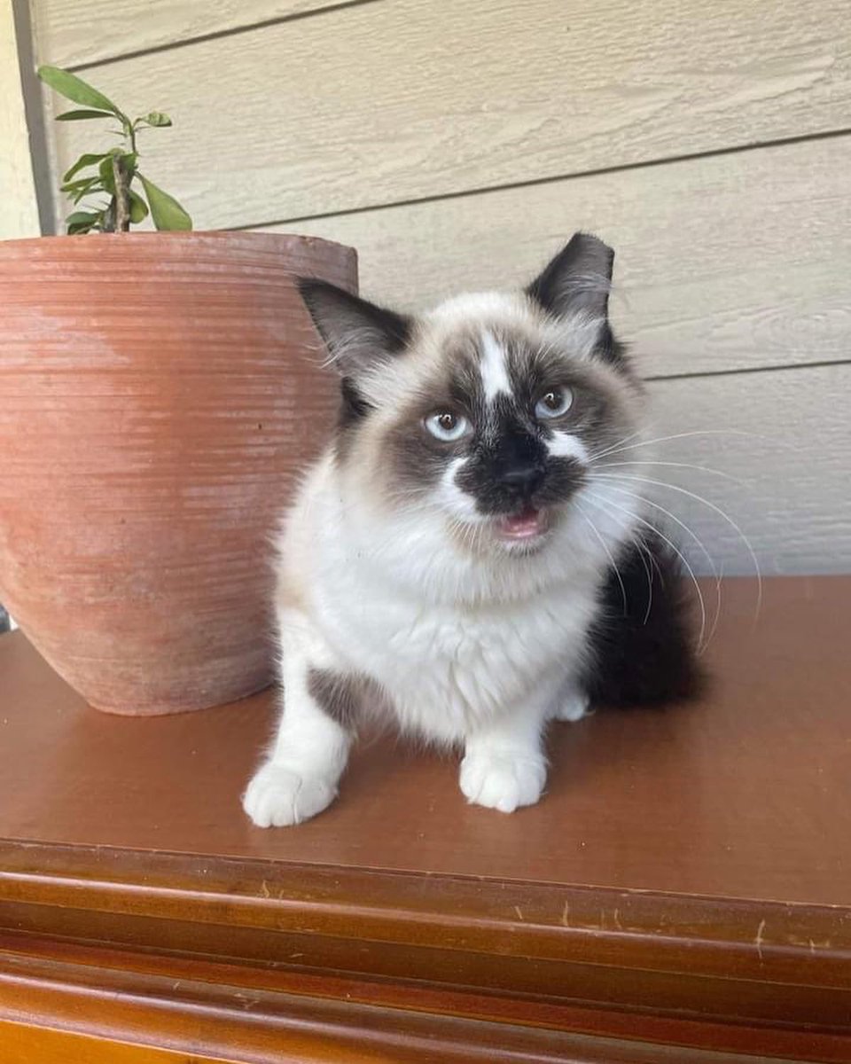 PALSCenTX's tweet photo. Do you feed feral/community cats? If you feed them, please fix them ❤️😻 PALS can help! Please reach out to us at tnr@preventalitter.com if you would like to sign up for our next TNR clinic!

Learn more about our TNR program at https://t.co/uymJpvKnhS https://t.co/xFffFsqIqU