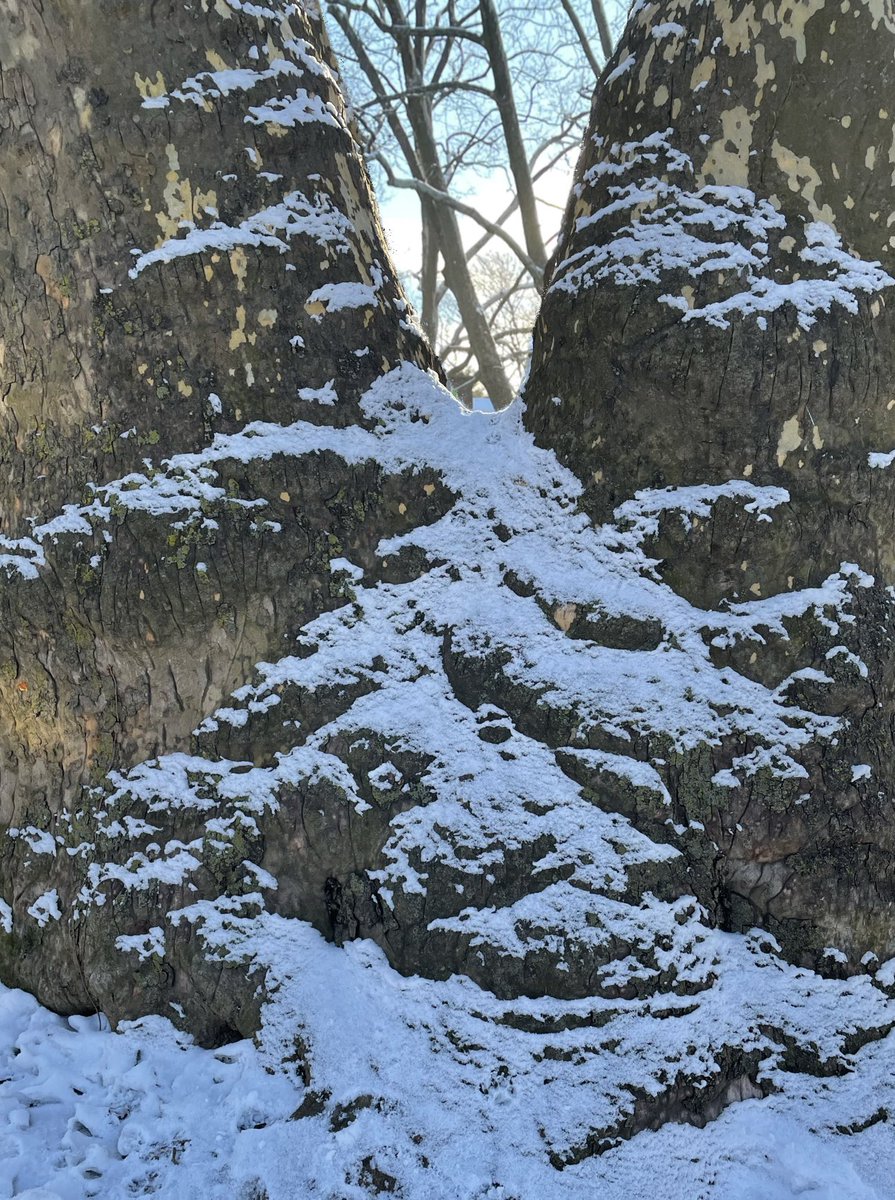 nathanwpyle's tweet photo. fun winter photoshop challenge: find a tree that you can turn into a mountain https://t.co/L2SVcWSHty