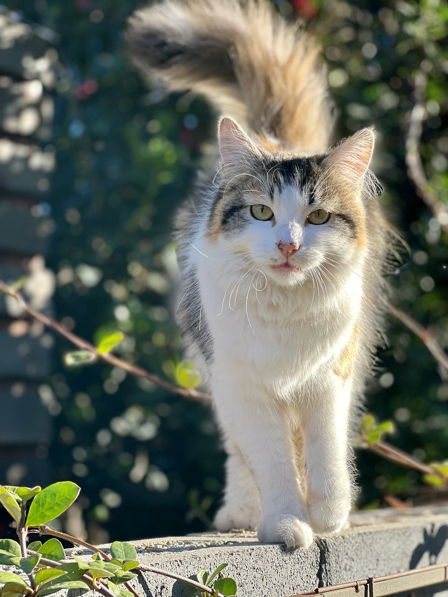 Shmef's tweet image. May your eyeliner always look at least this good. #pumpkinspice