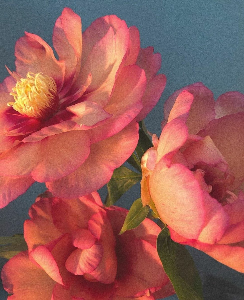 Sevenstreaks's tweet photo. Flowers. https://t.co/Lyavsr8I43