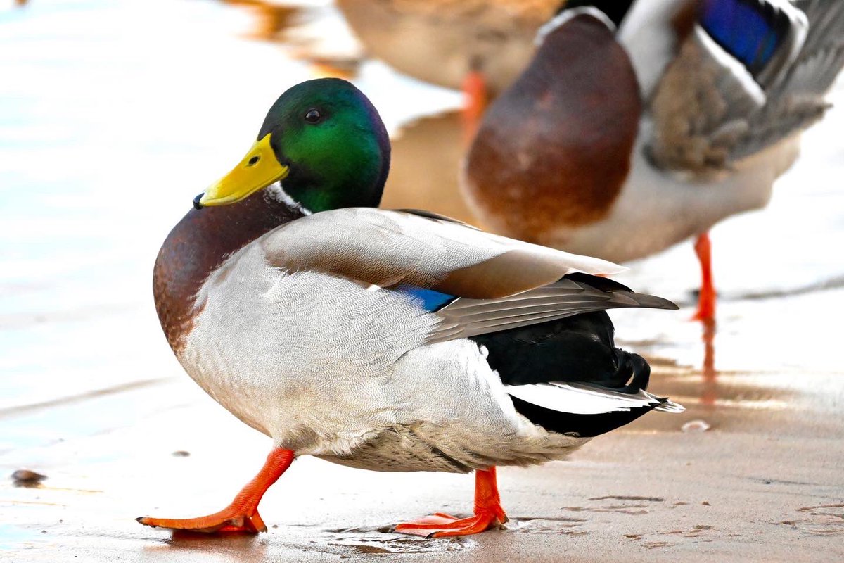Pammy_Hayes's tweet photo. @Natures_Voice The ducks in #Ballycastle to start the week off #nature https://t.co/do9uXIPown