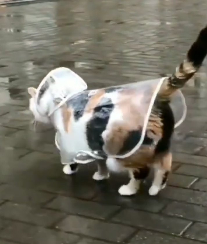 FJ5EQhRWUAAnDRZ?format=jpg&name=900x900