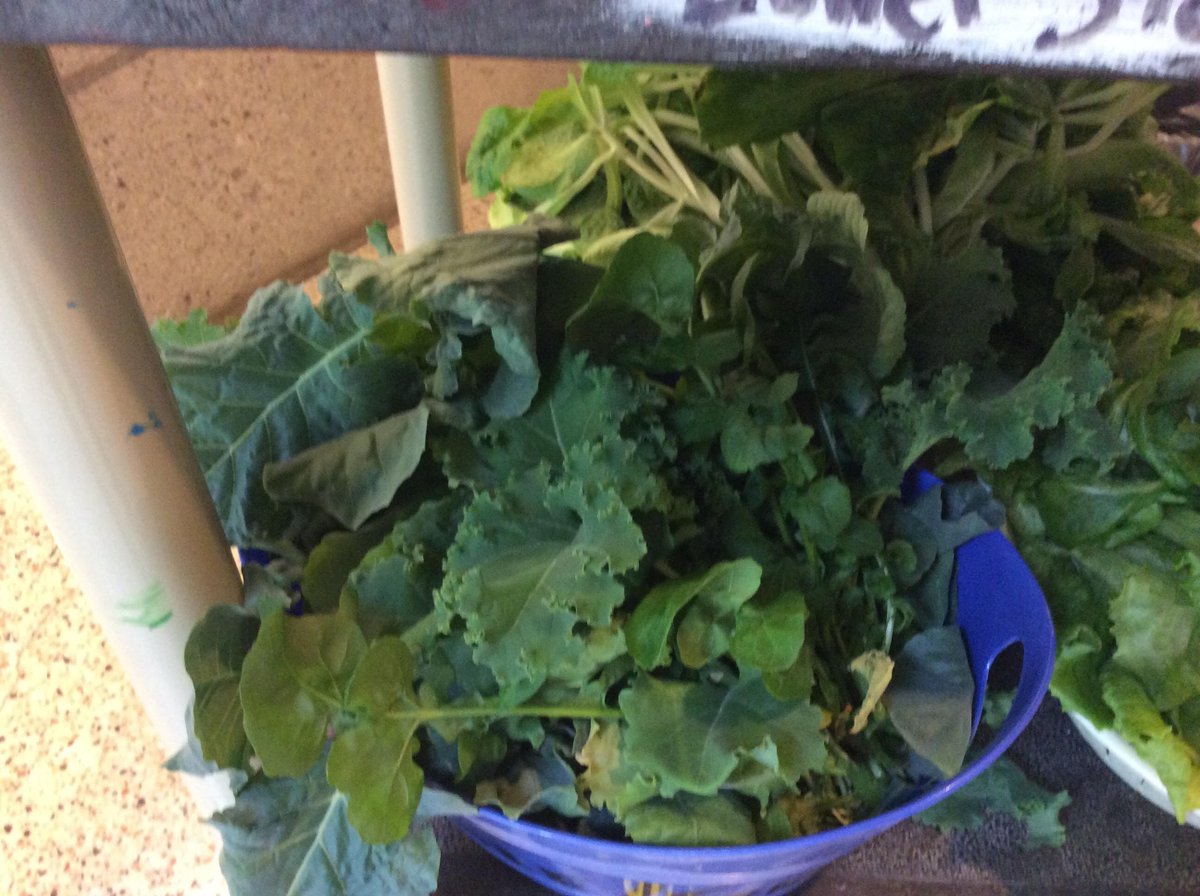 Hamlet Hornets tweet media