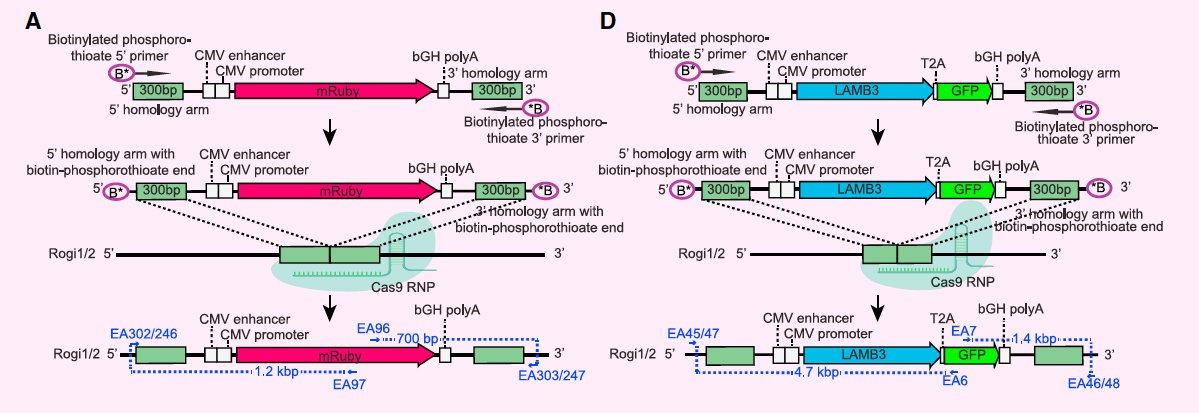 westr's tweet photo. Discovery and validation of human 'genomic safe harbor' sites for gene and cell therapies https://t.co/cnvqqMLC4I via @wyssinstitute @CellPressNews #GeneTherapy #genomics #synbio #genetherapeutics #transgenes #Rogi1/#Rogi2 https://t.co/RsKcSUrbTt