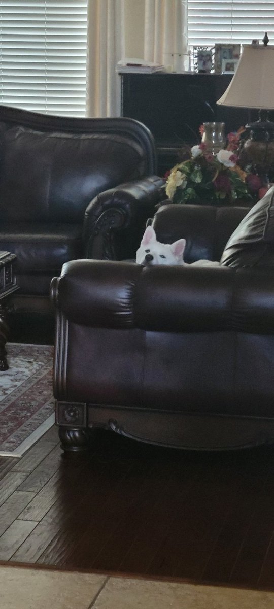 George Vo (@vogeorge1) on Twitter photo 