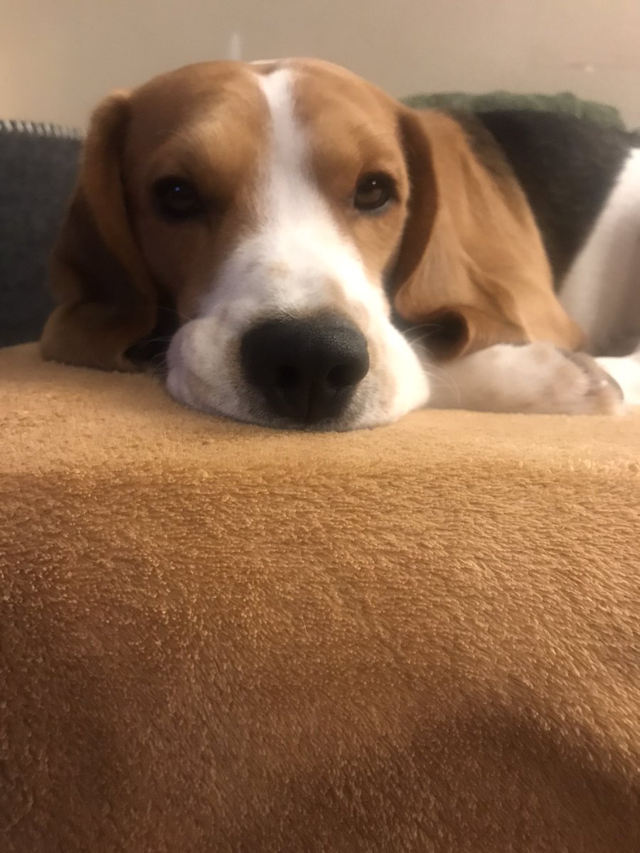 PabloBeagle's tweet photo. @BlanchetX @BbdOpti Moi aussi alors la blonde me fait des shampooings. https://t.co/WsJrPOlAbf