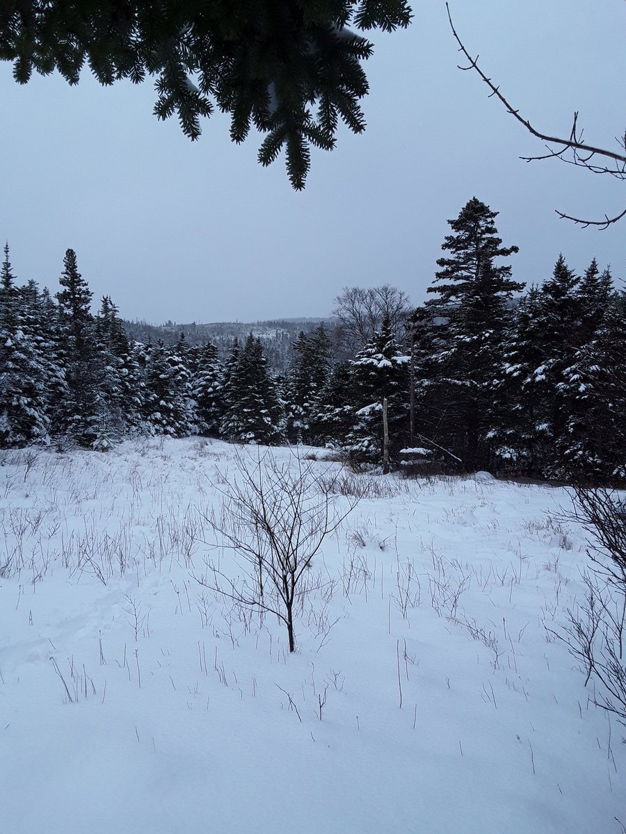 AjRyan04's tweet photo. On my snowshoes for the first time this evening. So blessed. #stestwalk #snowsports #snowshoes #snowshoing #nlwx #pcsp https://t.co/kupNcyaVBr