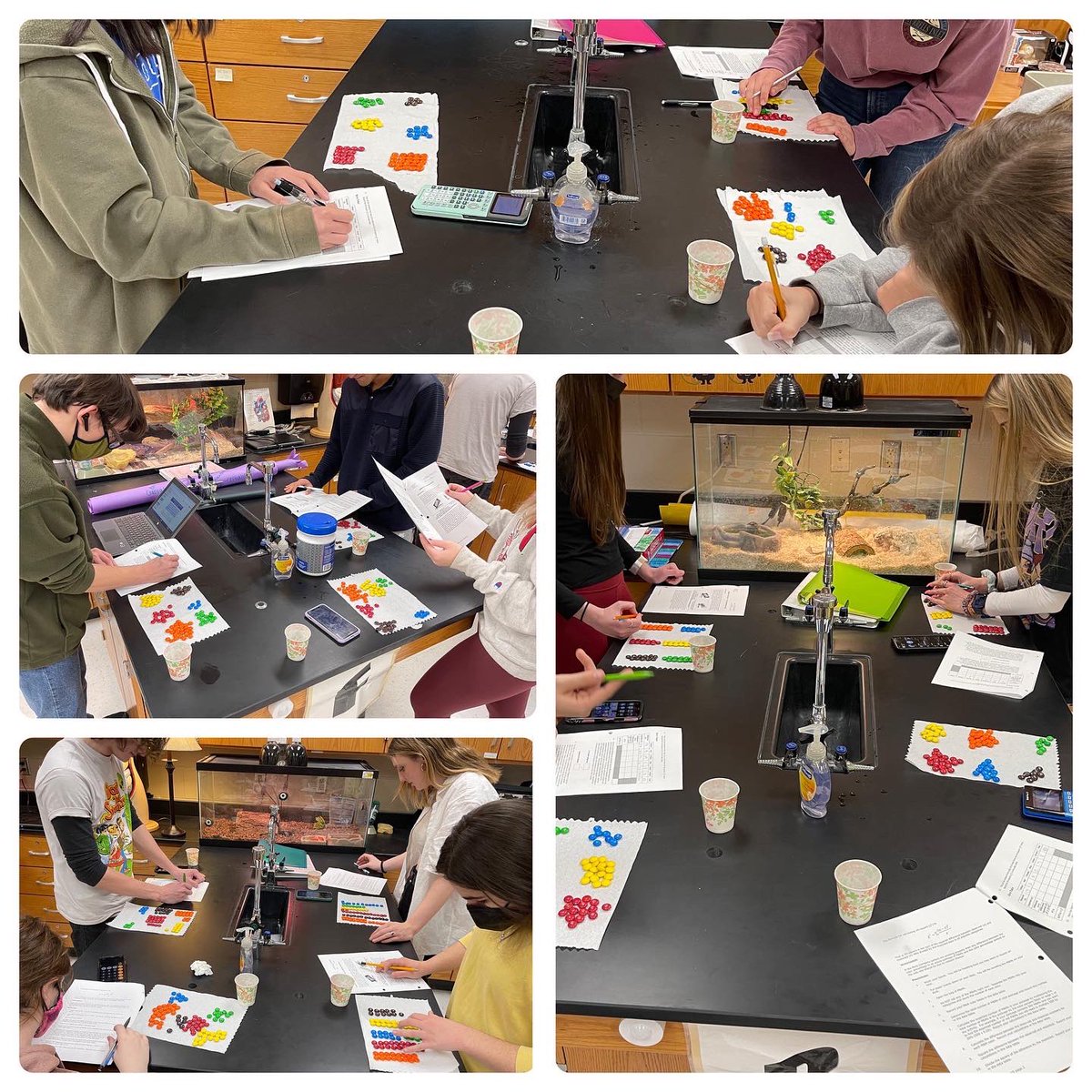 #alwaysfun to combine a #sweettreat with a #sciencelab #chisquaretest #mandmcolors #meltinyourmouthnotinyourhand <a href="/krcougars/">KRCougars_YB</a> #kettlerunhighschool #kettleruncougars #sciencerules