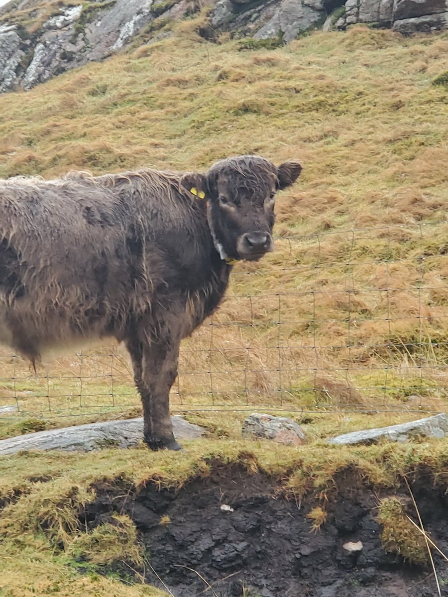 Cow of the Day. On a very dreich day, a cow will always make it better. Obviously, because I am obsessed and this cow is GLORIOUS. #cowoftheday