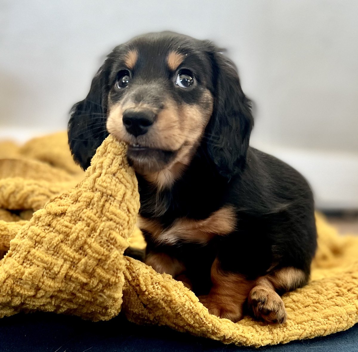 lysssaaa_01's tweet photo. Bryor got me a weenier dog for our anniversary and I’ve never been more in love. Twitter meet Snooki💓 https://t.co/bGz41G0cOL