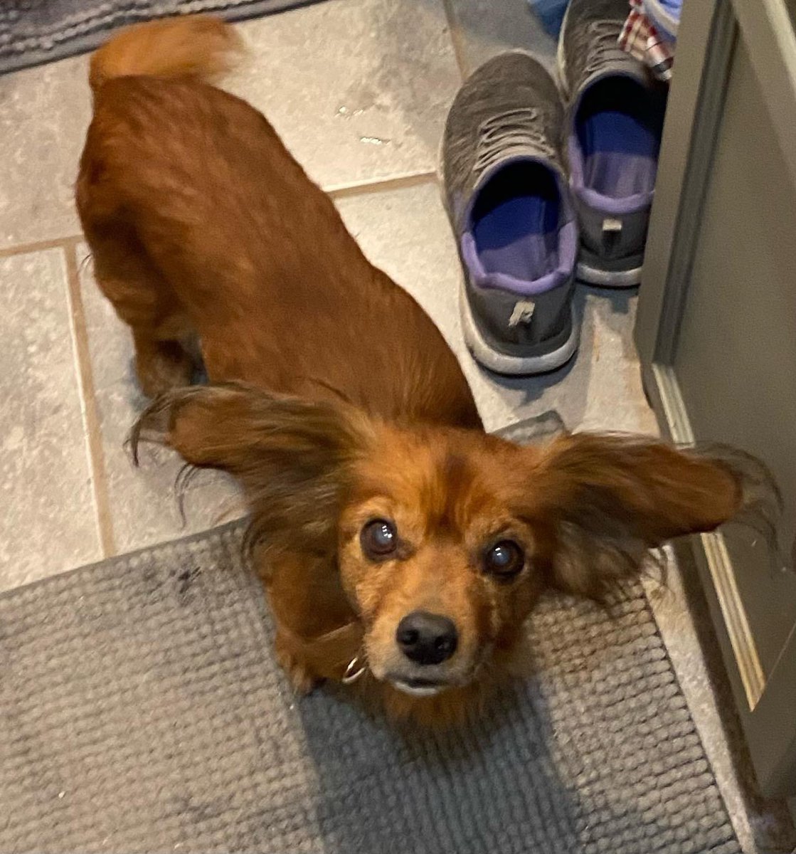 Polly 10 lb sr long haired dachshund -house, potty, crate trained.  Yes: people, dogs. Needs dental  

snarranimalrescue.org/adoption-appli…

#snarr #adoptdontshop #rescuedog #rescuedismyfavoritebreed #rescuedogsofinstagram #rescuedogs
#dachshund #earsfordays #pollywantsadoption