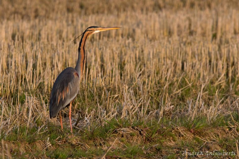 🎉New article: "Post-fledging #habitatselection of a Purple Heron Ardea purpurea revealed by #GPS/GSM #telemetry" 🐦
➡️doi.org/10.30456/AVO.2…
<a href="/miche_morganti/">Michelangelo Morganti</a> <a href="/ale_berlu/">Alessandro Berlusconi</a> <a href="/SaraCioccarelli/">Sara Cioccarelli</a>
<a href="/CISO_COI/">CISO</a> 
#ornithology #ecology
