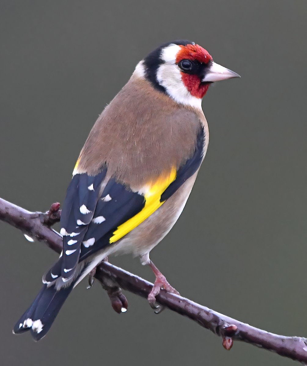 Have you signed up for this weekends #BigGardenBirdWatch yet?😀
If you're in the UK, please take part, it's essential in determining population trends &amp; finding out which birds need help.🙏
 You can sign up here (It's free!)
rspb.org.uk/get-involved/a…
   Will you see any of these?🐦