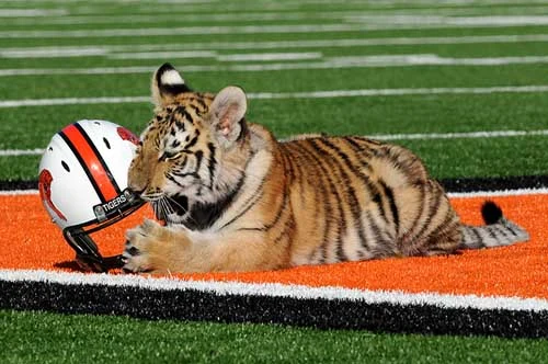 cjz87's tweet photo. @jimmyfallon My High School had a live Tiger for a mascot #MyHighSchoolWasWeird https://t.co/ZwXEyFJJGk