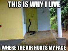 thatVargas tweet media