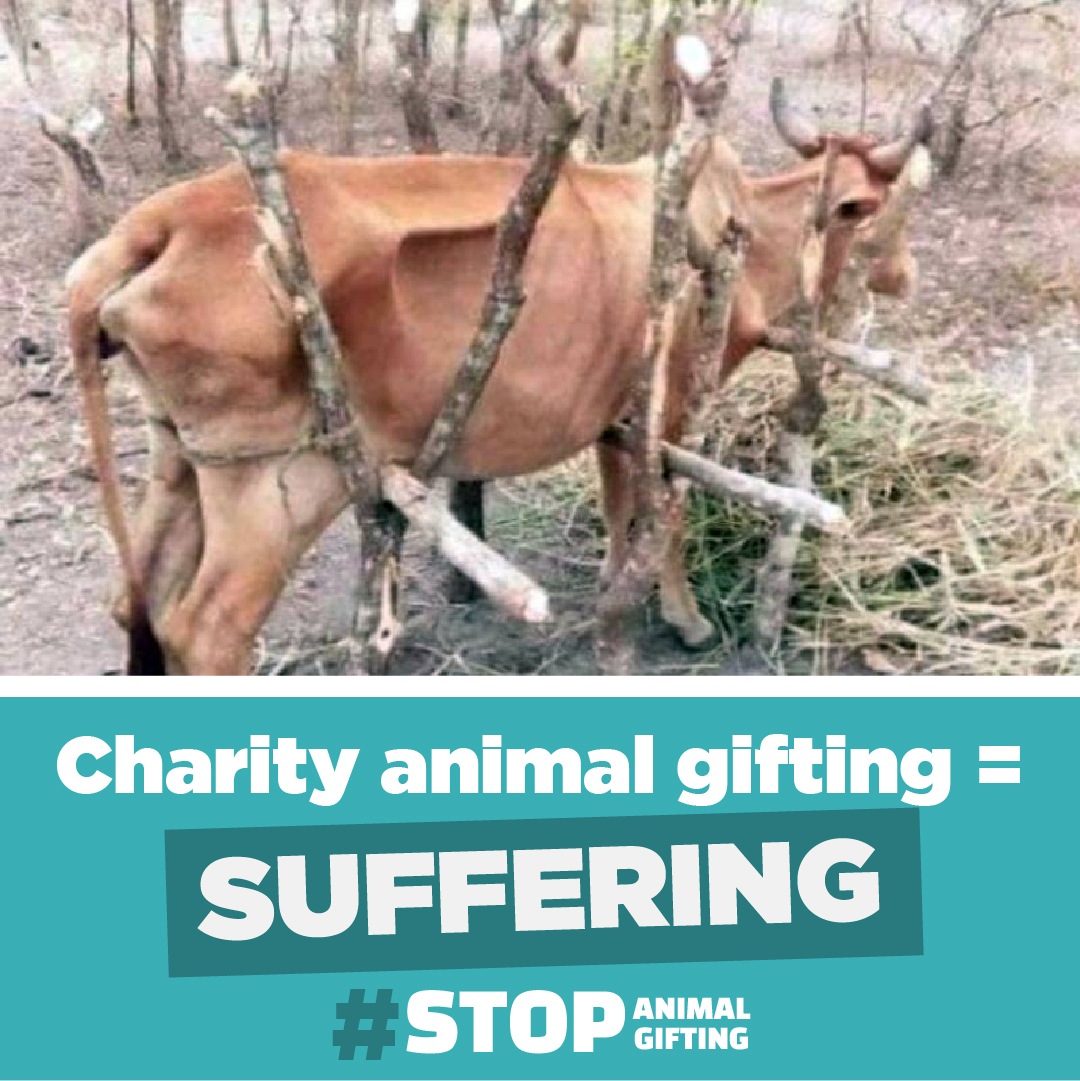 Toronto Health Save tweet media