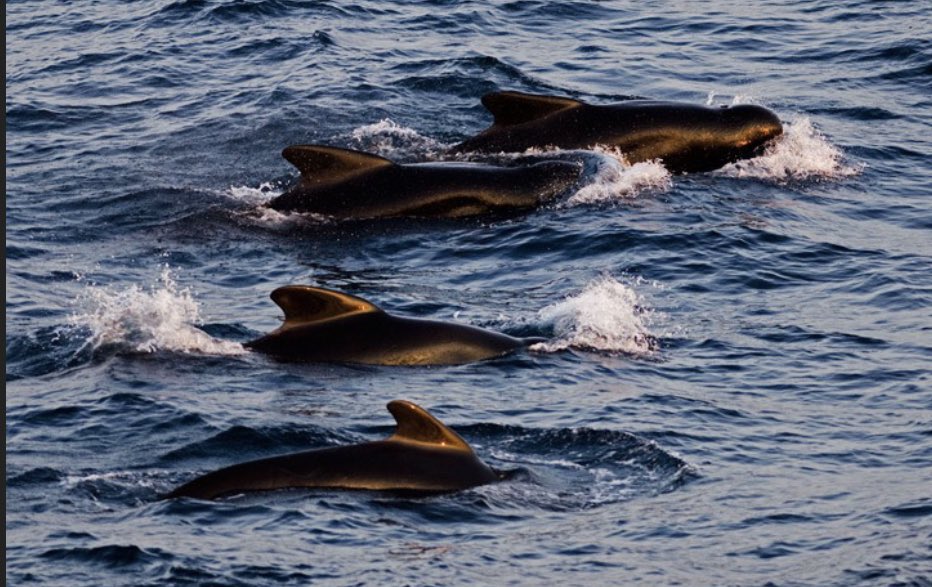 COSullivanTD's tweet image. These are pilot whales photographed at the Porcupine Seabight (SW of Ireland) in 2013. They are deep diving specialist. They use a form of sonar to hunt. It’s also a hotspot for deep diving sperm whales.
Missile tests carried out in this area would be an ecological distaster.