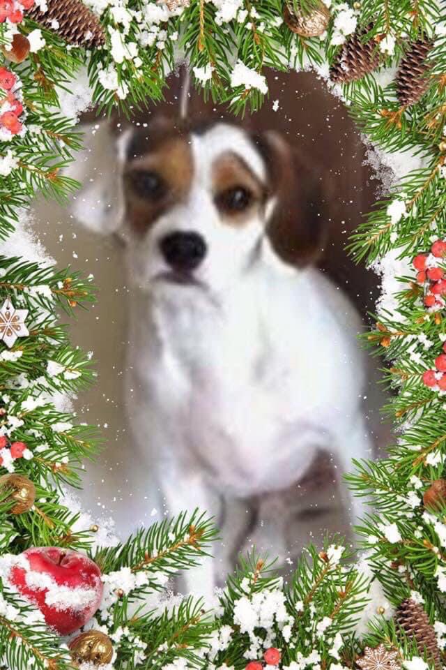 rosiedoc666's tweet image. EVERY CHRISTMAS 🎄 THIS FAMILY THINK….this year he’ll be home….we’ll get that ☎️ 
Every year goes by…..nothing 😞
#HelpfindChester 
#missingsevenyear #checkmychip 

facebook.com/groups/4680446…