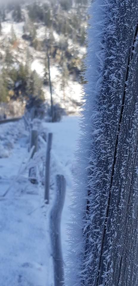 Rime ice. 
Spotted in Princeton by Marlene &amp; Brent Delcourt. Formed in thick freezing fog when water droplets in the fog drop below freezing and then turn to ice when they come in contact with a surface. <a href="/GlobalBC/">Global BC</a>