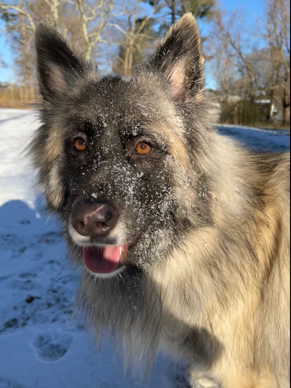 SalemsWorld13's tweet photo. What a snowy fun time this weekend frenz. #DogsofTwittter https://t.co/1SzZbGBaeU
