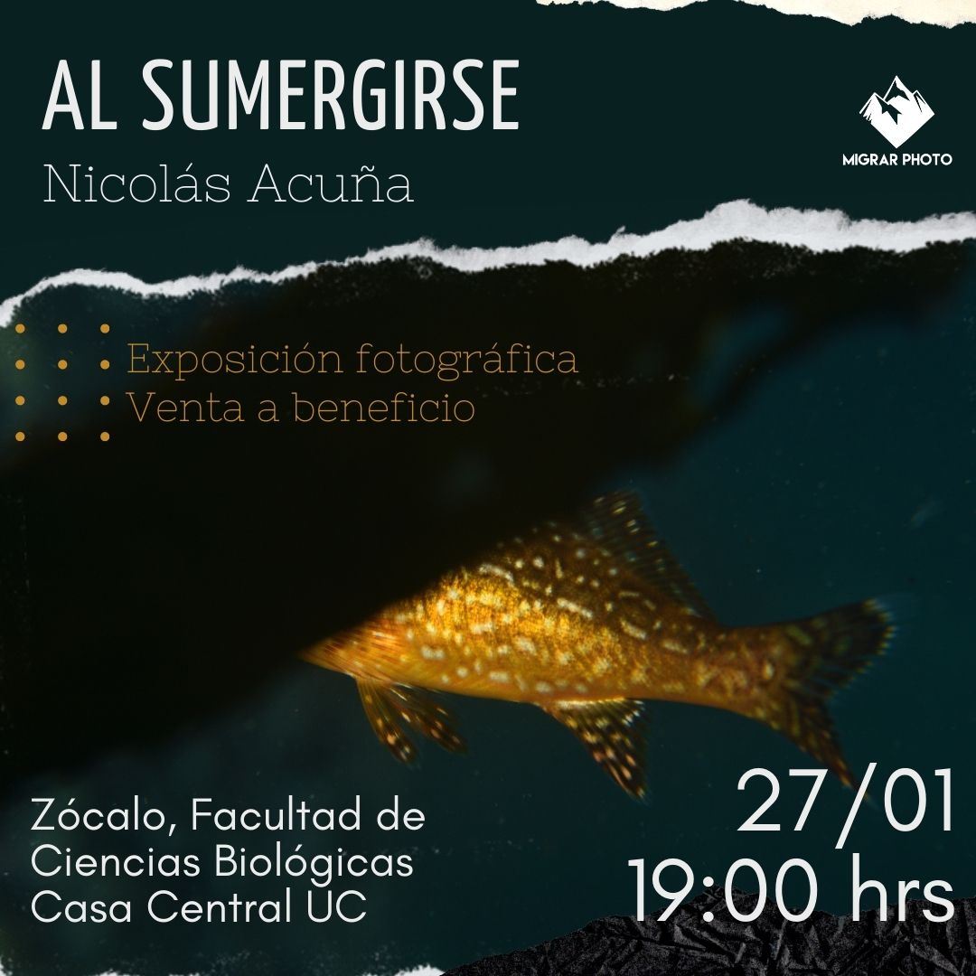 Nicolás Ricardo (@nicolasacunas) on Twitter photo 🌊AL SUMERGIRSE es una invitación a sorprenderse con la vida salvaje presente en nuestros hábitats costeros, y a compartir la atracción que día a día me mueve a visitar estos seres marinos con diversas formas, colores y movimientos (1/4) 🌊AL SUMERGIRSE es una invitación a sorprenderse con la vida salvaje presente en nuestros hábitats costeros, y a compartir la atracción que día a día me mueve a visitar estos seres marinos con diversas formas, colores y movimientos (1/4)