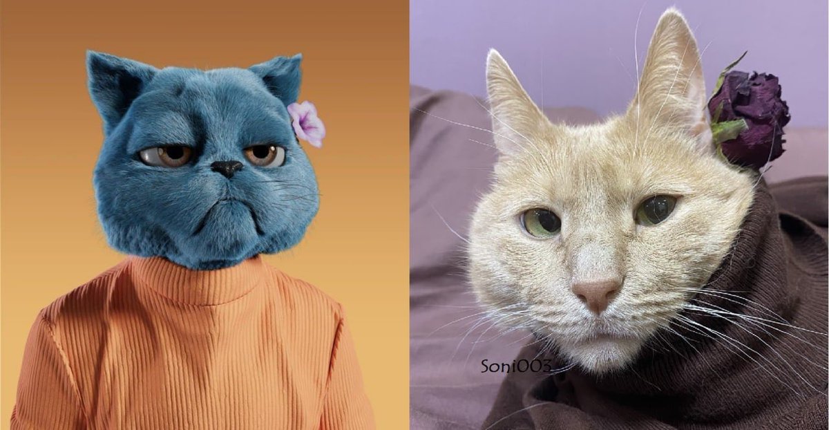 Soni20977101's tweet photo. @KittyCryptoGang rate our photo shoot, my cat tried very hard ❤️‍🔥 Garfield, that's my cat's name, it will be a shame if you don't see him in such images 🥺 We will be very pleased 🎀 https://t.co/neMpS1c3nM
