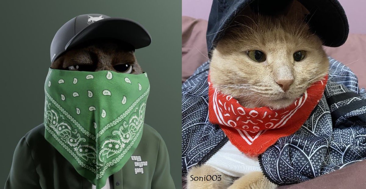 Soni20977101's tweet photo. @KittyCryptoGang rate our photo shoot, my cat tried very hard ❤️‍🔥 Garfield, that's my cat's name, it will be a shame if you don't see him in such images 🥺 We will be very pleased 🎀 https://t.co/neMpS1c3nM