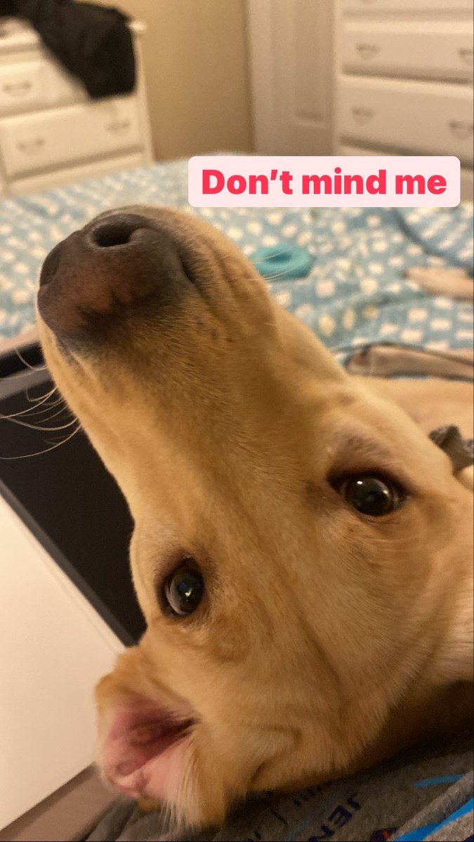 Kathyywathy's tweet photo. Just trying to survive my last semester of nursing school, and this is what I’m dealing with while I’m on Zoom 🤪 https://t.co/LWbNm0I9dj