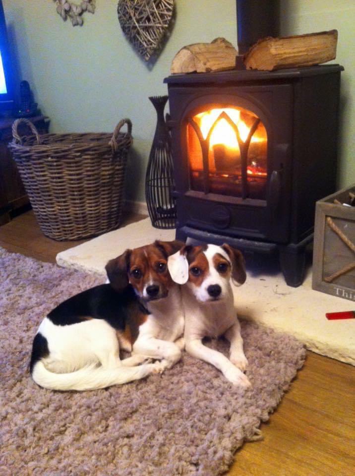 LisaLisaw1's tweet photo. Where are you Chester π #MissingSevenYears π #HelpFindChester #MissingDog 24.01.15 #StrattonWoods #Swindon #Wiltshire #scanme #CheckThatChip #longtermmissing πππππππ This is where Chester should beβ¦ https://t.co/6qhZ6Qfzd8