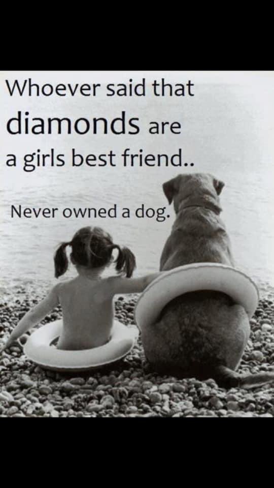 rosiedoc666's tweet image. #HelpfindChester 24/1/22 

#missingsevenyear 

Where do these missing dogs go? 
#chipped / NEVER SCANNED 
#Neutered 
FOUND? #Theftbyfinding it’s so cruel 
⛔️ITS STILL #DOGTHEFT ⛔️
Have a heart… 📱pls where is CHESTER? 

doglost.co.uk/dog-blog.php?d…

facebook.com/groups/4680446…