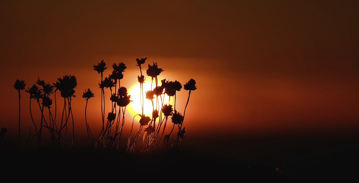 Davidjsalter's tweet photo. It's cold and dark and I've had enough of winter.  So here's some summer warmth from some warm summer evenings.... https://t.co/ljDMBF4nXg