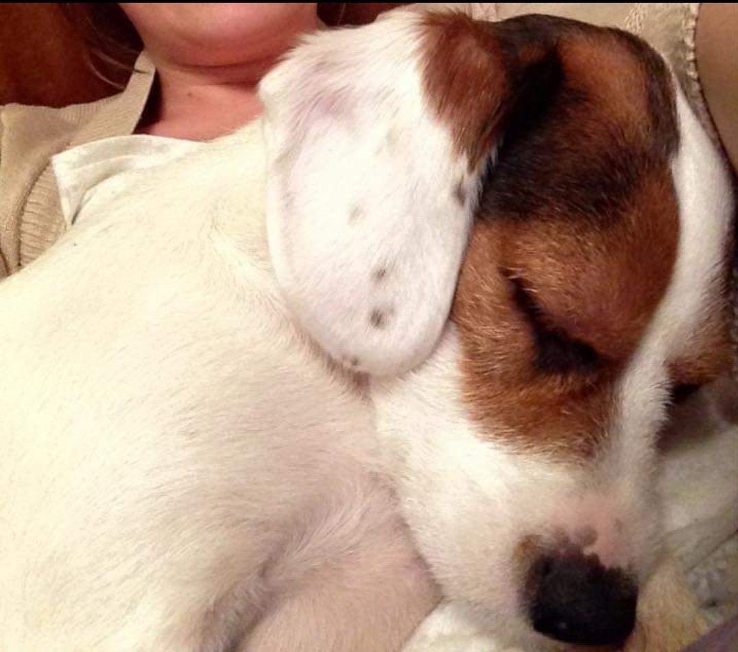 LisaLisaw1's tweet photo. Where are you Chester π #MissingSevenYears π #HelpFindChester #MissingDog 24.01.15 #StrattonWoods #Swindon #Wiltshire #scanme #CheckThatChip #longtermmissing πππππππ This is where Chester should beβ¦ https://t.co/tonqyzJL2j