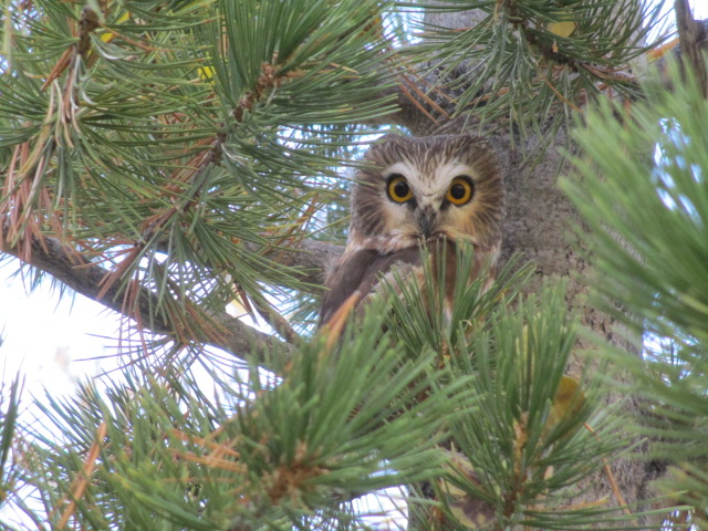 HumboldtToiyabe's tweet photo. Saw-whet owls are found across the H-T in forested areas. Their odd name is because their call sounds similar to a saw being sharpened on a stone. Photo by Doug Clarke taken on the Ruby Mountains. #wildlifewednesday #owls #owl #rubymountains #nevada #nationalforest https://t.co/5Kksv6wM5A