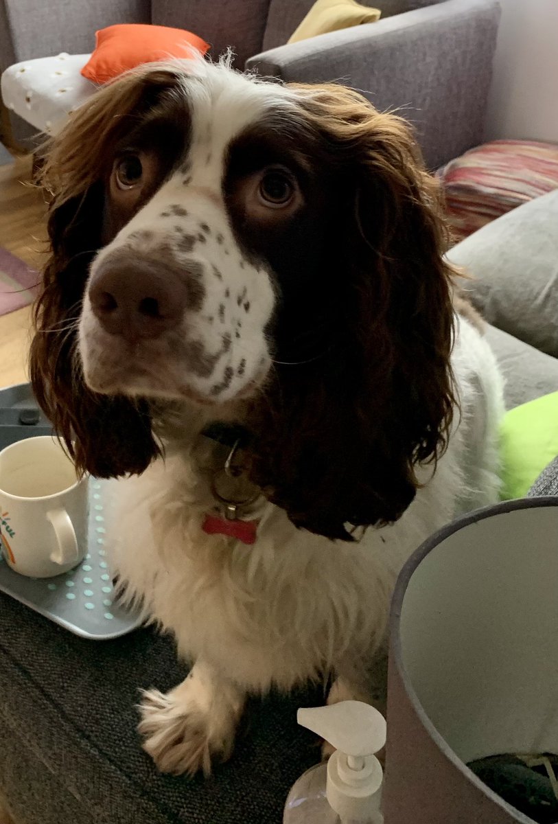 Kitchen tap upgrade to 1/4 turn lever taps in Helston. 
Supervised by the gorgeous spaniel 😜