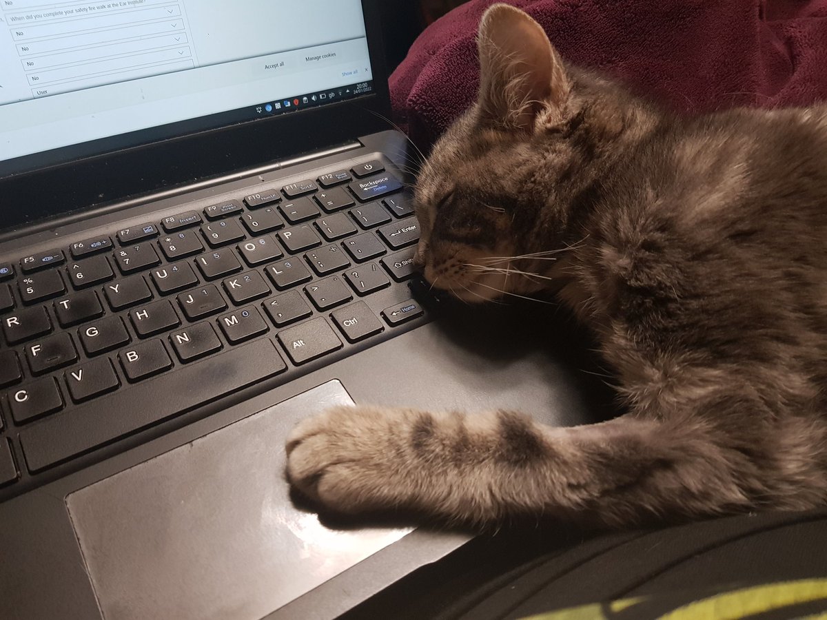 AnwenBullen's tweet photo. Apparently I'm done for the day. #kittenproblems https://t.co/lE29RQ4aN4