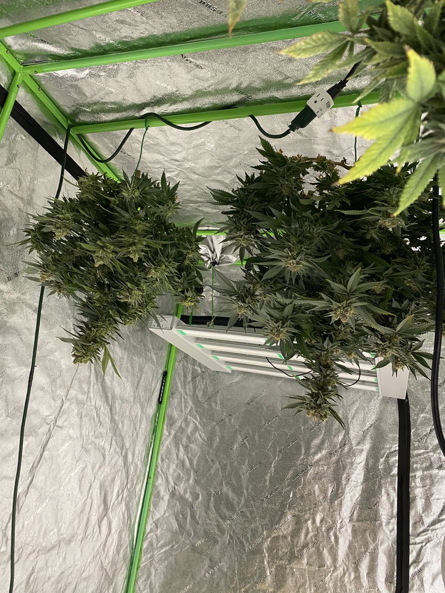 jroddeal's tweet photo. Another successful harvest, let it dry a little and then do some trimming https://t.co/9MfCl6y0GE