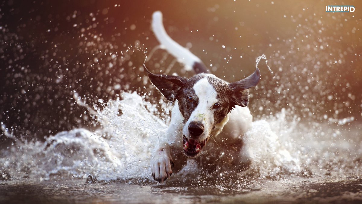 IntrepidPet's tweet photo. Let's jump into the new week! What are you planning with your Intrepid Pet?

#intrepidpet https://t.co/iOQ4GhoK4g