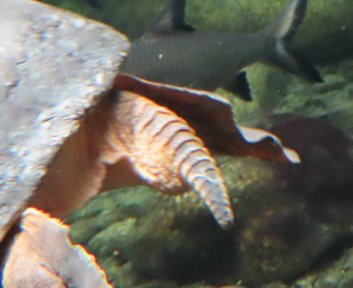 MarkusBhler10's tweet photo. During my last #Wilhelma Zoo tour I made a weird discovery. The tail of the #pignosedturtle (#Carettochelys insculpta) has broad dorsal scales and looks weirdly similar to the tail of a #Rancor. #StarWars https://t.co/tr6GcxERBh