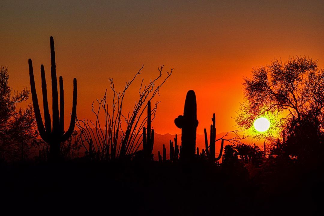 FOX10Phoenix's tweet photo. What a beautiful shot of the desert silhouette ☀🌵 Credit: https://t.co/W7vWx7tjdL https://t.co/CK8GoZaU4l