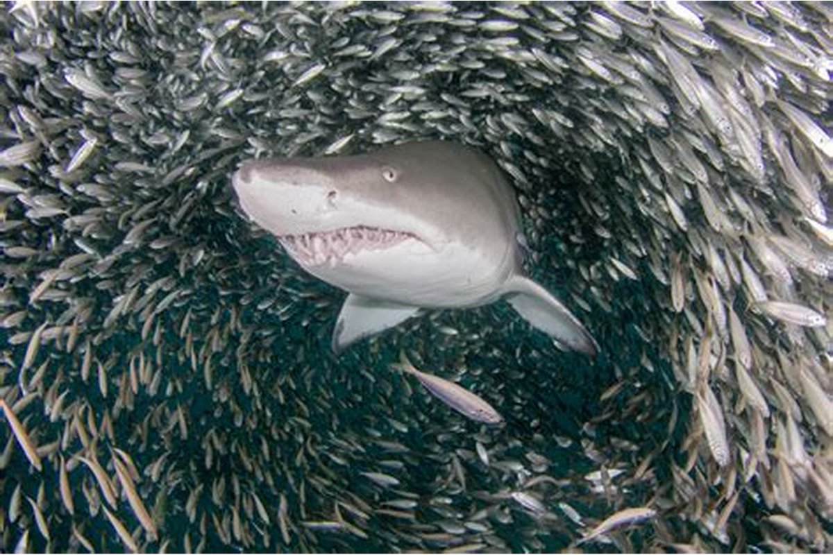 WCFF_org's tweet photo. GREAT NEWS! #Hawaii becomes first state to ban #shark fishing. Now illegal to capture, entangle or kill a shark in the state's marine waters. The legislation, HB 533, was one of nine bills aimed at protecting aquatic resources Gov. David Ige signed into law on #WorldOceansDay https://t.co/NkDBPMqvpT